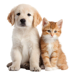 Obraz premium Adorable golden retriever puppy and ginger tabby kitten sitting together on a white background