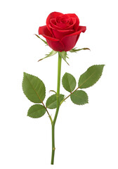 Red rose stem isolated on white or transparent background. PNG