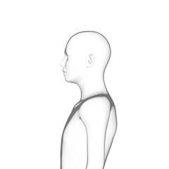 3d rendered model of a human body, transparent png available
