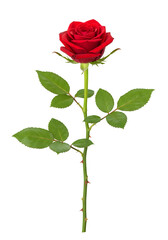Red rose stem isolated on white or transparent background. PNG