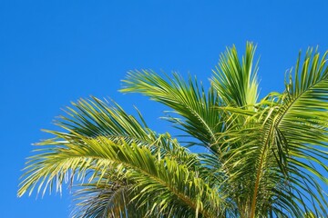 Fototapeta premium Bright blue sky showcases vibrant palm tree fronds swaying in the gentle breeze, Palm tree fronds against bright blue sky