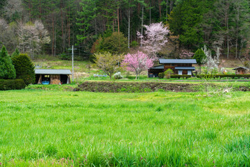 山村の花桃