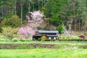山里の花桃