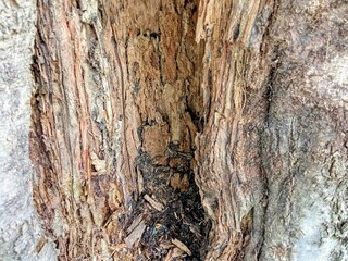 tree bark texture