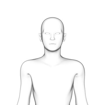 3d rendered model of a human body, transparent png available