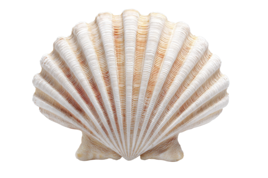 The shell is white and has a pattern of brown lines