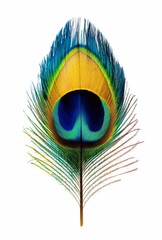 Vibrant Peacock Feather Isolated on White Background Bird plumage detail nature beauty exotic wildlife colorful iridescent feather close up macro shot