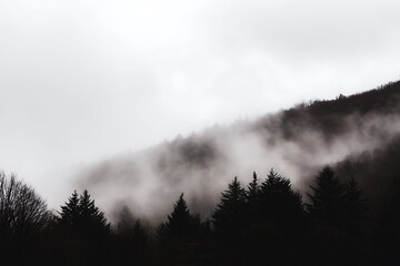 Misty forest obscured by dense fog