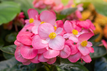 Pink flower of Begonia semperflorens cultorum or Wax Begonia bloom with sunlight in the garder.