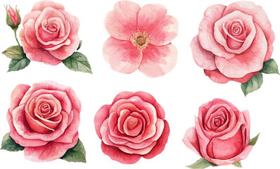 set of pink roses isolated on white