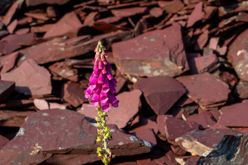 Purple foxgloves (Digitalis purpurea) blooming at Glynrhonwy slate quarry