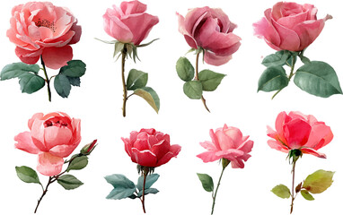 Hand-Painted Pink Rose Flowers