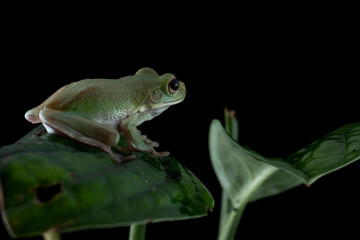 Juvenile White-lipped tree frog (Litoria infrafrenata) on green leaves, white-lipped tree frog (Litoria infrafrenata) closeup branch
