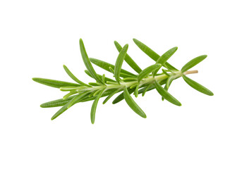 Fototapeta premium Rosemary isolated on white or transparent background. PNG