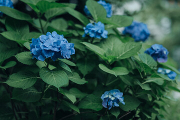 紫陽花 / Hydrangea
