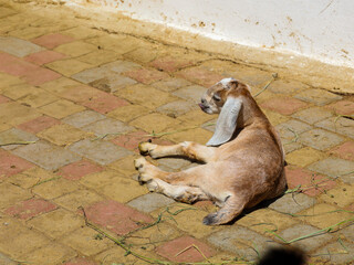A small red goat kid rests on the paving stones, sticking out its tongue. This cute animal radiates serenity, enjoying a warm day on the farm.