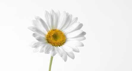 Single Daisy Flower on White