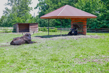 Two majestic mountain bulls, or yaks, calmly rest on a green pasture on a summer day, one under a canopy, the other on open grass.