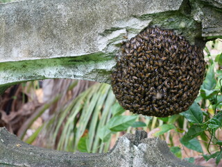 Swarm of bees clings to a concrete wall, Yellow and black pattern of Eastern or Asiatic or Asian honey bee