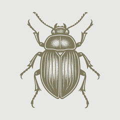 colorado potato beetle