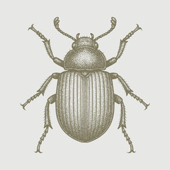 beetle isolated on white background