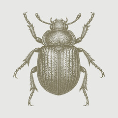 stag beetle isolated on white