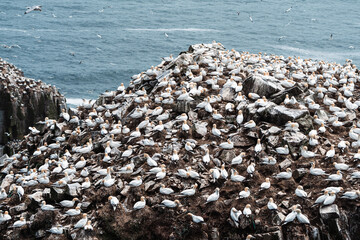 Cape St. Mary's Ecological Reserve in Newfoundland, Canada