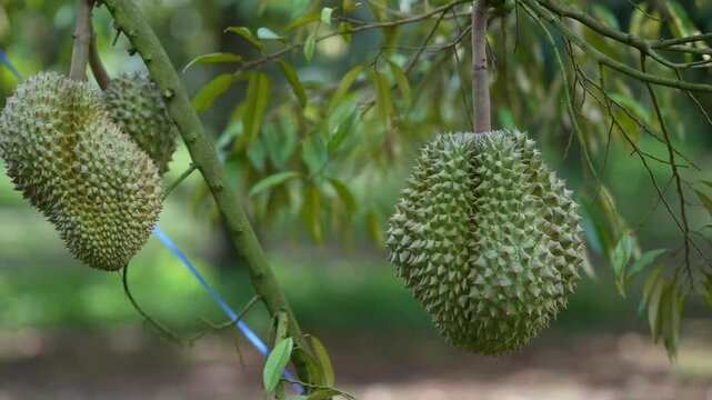 Durian hanging from the tree, a variety grown on volcanic soil in Sisaket, Thailand.