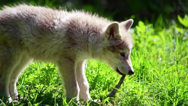 A young wolf curiously exploring a sunlit grassy area.