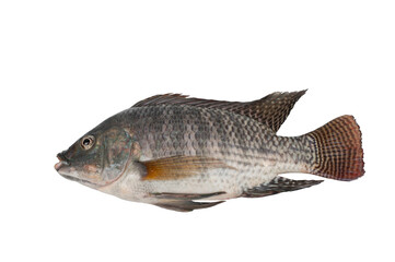 Tilapia fish isolated on white background.Freshwater fish.