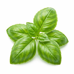 Fototapeta premium Green basil leaves showing freshness perfect for culinary use on a white backdrop