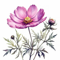 Watercolor cosmos flower floral, isolated on white background