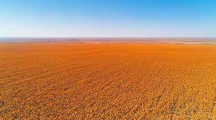 Aerial view of a vast,  burnt-orange field.  Clear blue sky