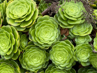 きれいな多肉植物がたくさん集まる