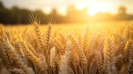 Fototapeta premium Golden wheat field at sunset with soft light.