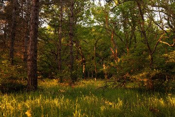 The first rays of the sun in the green forest.