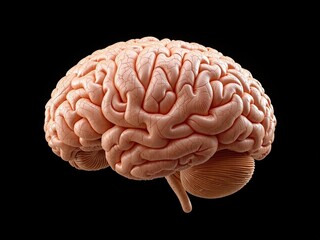 Isolated Human Brain, 3D Rendered on Dark Background