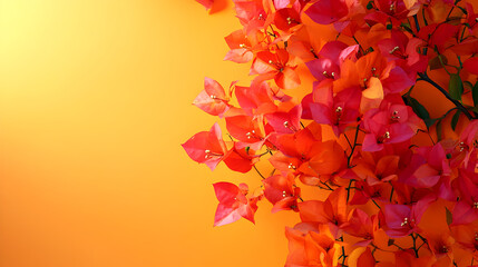 Vibrant orange and red bougainvillea flowers against a warm yellow background