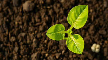 Naklejka premium Photograph from above of a young leaves sprout in dry and fertile soil
