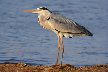 A grey heron (Ardea cinerea) standing in natural habitat, Pilanesberg National Park, South Africa