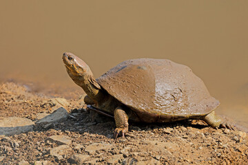 A helmeted terrapin (Pelomedusa subrufa) basking on land, South Africa