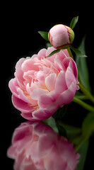 Stunning close-up of pink peony and bud, showcasing delicate petals and lush greenery against a dark backdrop.