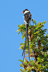 A male pin-tailed wydah (Vidua macroura) perched on a tree, South Africa
