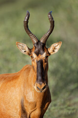 Portrait of a red hartebeest (Alcelaphus buselaphus) in natural habitat, Mokala National Park, South Africa