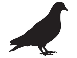 PIGEON SILHOUETTE 