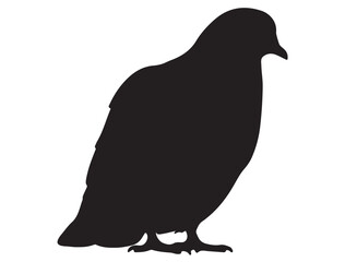 PIGEON SILHOUETTE 