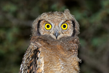 Portrait of a young spotted eagle-owl (Bubo africanus), South Africa