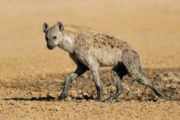 A spotted hyena (Crocuta crocuta) walking in natural habitat, Kalahari desert, South Africa