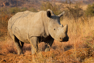 An endangered white rhinoceros (Ceratotherium simum) standing in natural habitat, South Africa