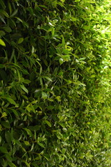 green leaf fence in the garden, natural background in springtime